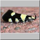 Eratophyes amasiella - Birken-Faulholzmotte 01a 9mm.jpg